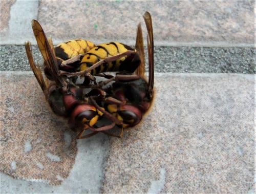 Vespa crabro